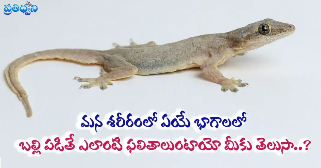 Balli Sastram in Telugu : Male, Female మన శరీరంలో ఏయే భాగాలలో బల్లి ...